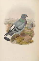Columba rupestris